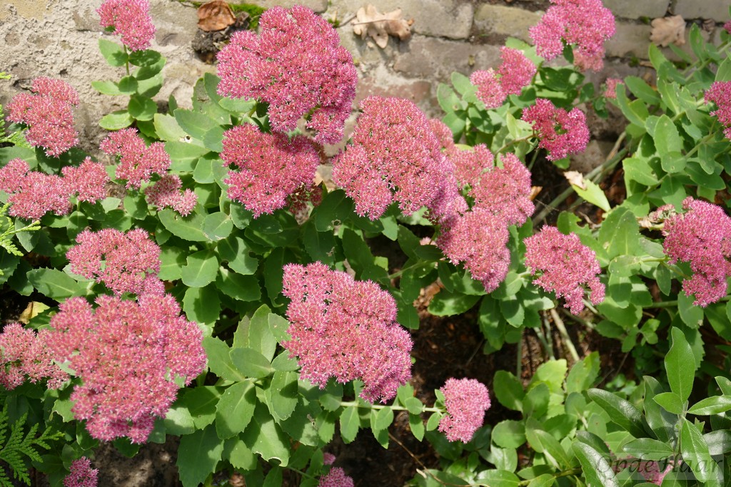 Sedum spectabile 